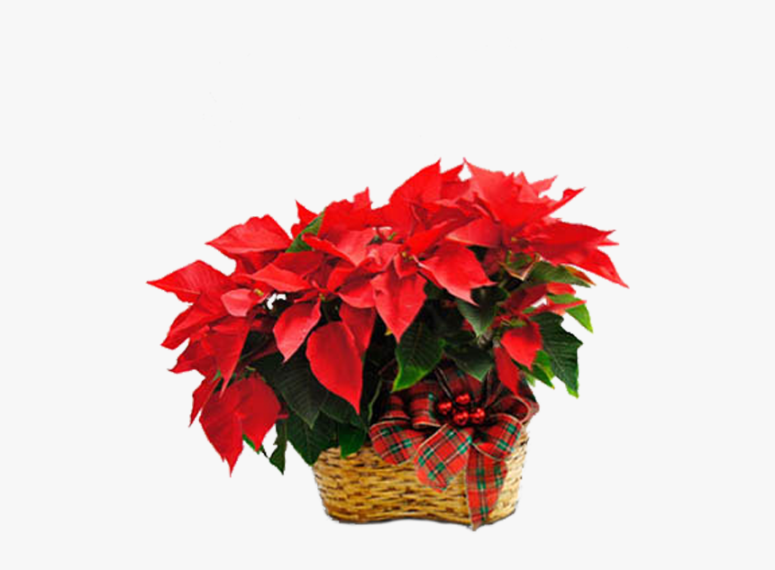 Poinsettia, HD Png Download