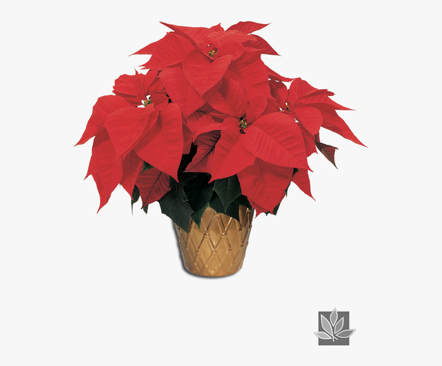 Poinsettia, HD Png Download