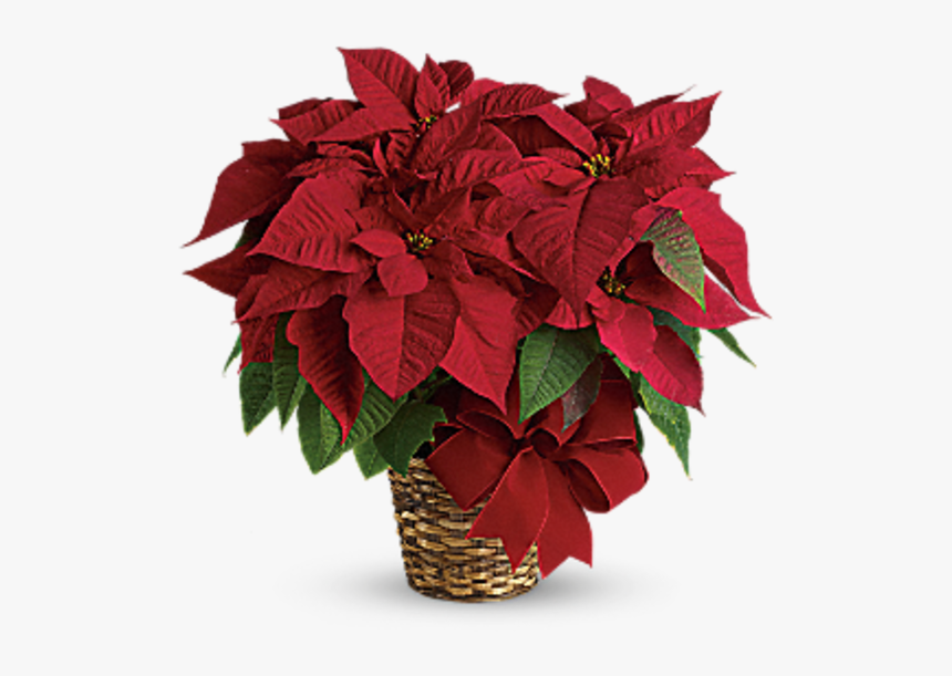 Red Poinsettia Tf - Canadian Christmas Flower, HD Png Download