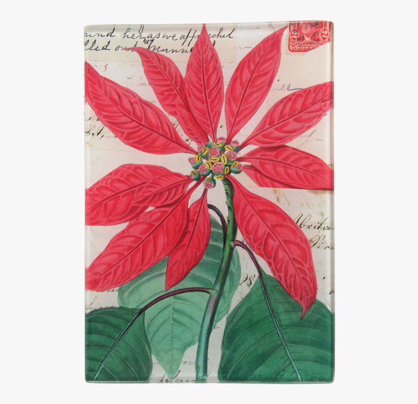 Poinsettia, HD Png Download