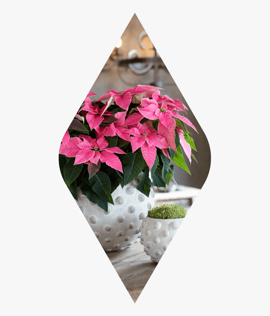 Poinsettia, HD Png Download