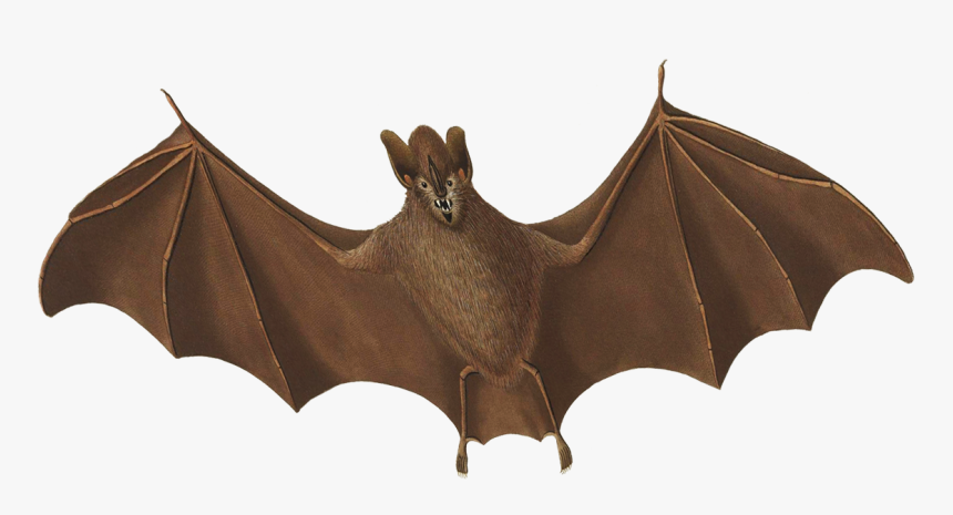 Halloween Bat Flying - Bat, HD Png Download