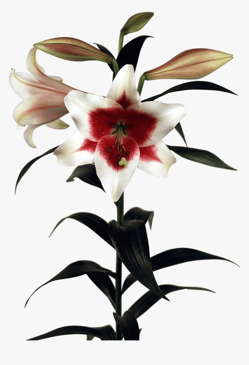 Triumphator - Lily, HD Png Download