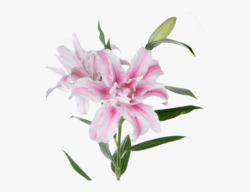 Transparent Lily Of The Valley Clipart - Rose Lily, HD Png Download