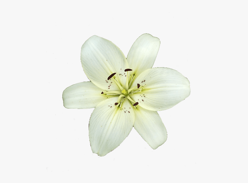 White Lily Flower - White Lily Flower Transparent, HD Png Download