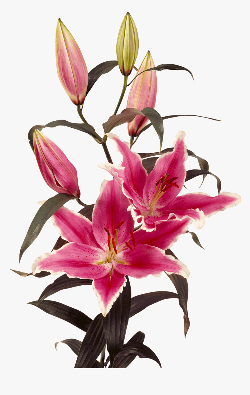 Oriental Lily Oriental Lily Oriental Lily - Oriental Lily Png, Transparent Png