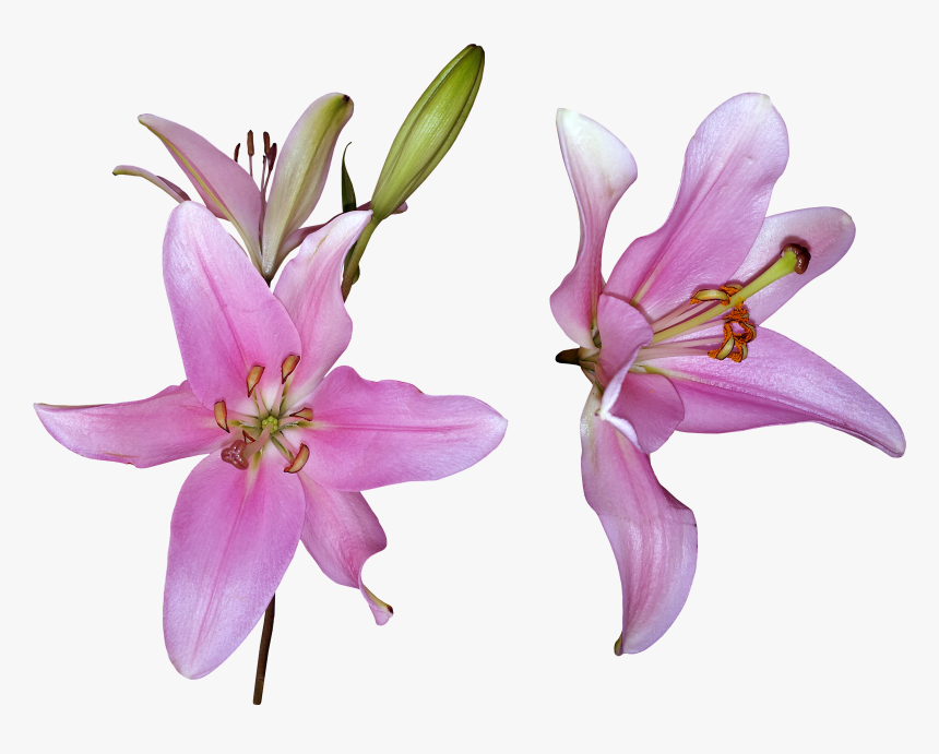 Transparent Stargazer Lily Png - Lily, Png Download