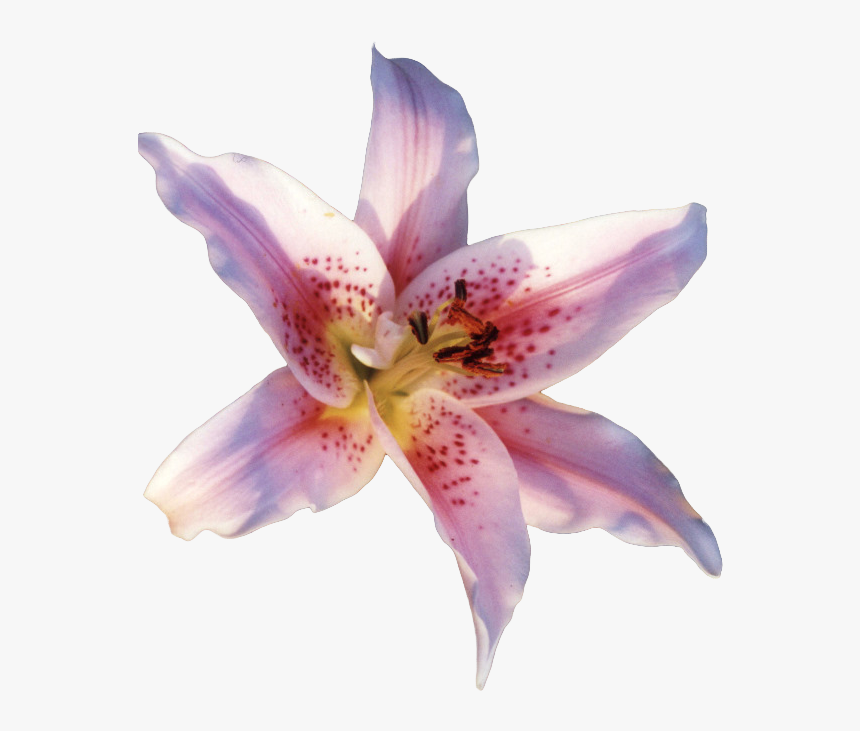 Lily Flower Transparent Gif, HD Png Download