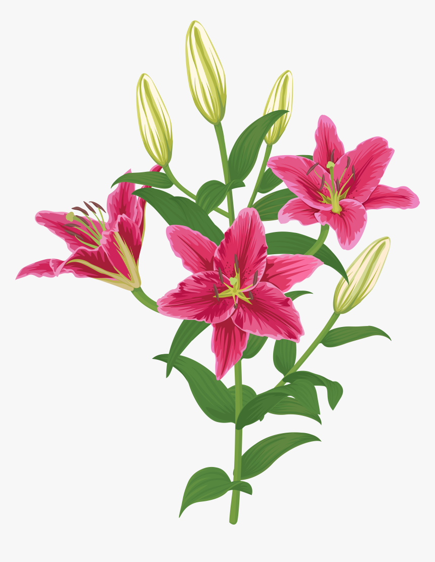 Lily Lilium Female Liliaceae Flower, HD Png Download