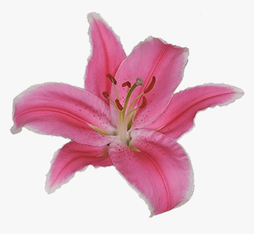 Stargazer Lily, HD Png Download