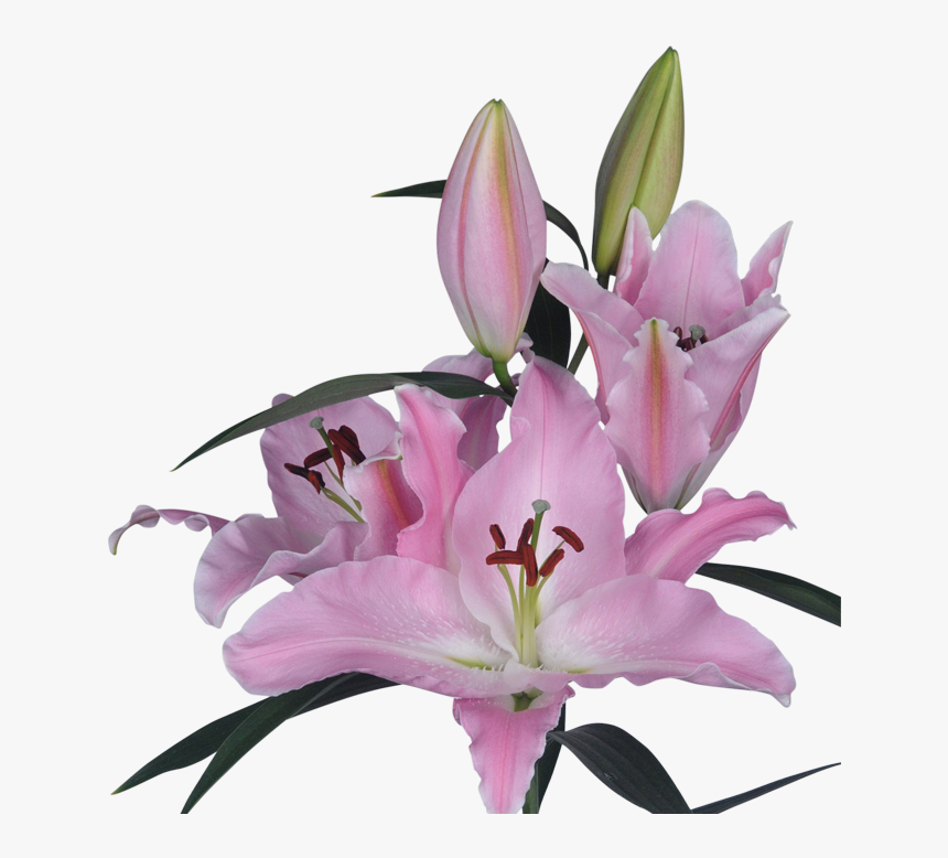 Single Lily With Transparent Background, HD Png Download