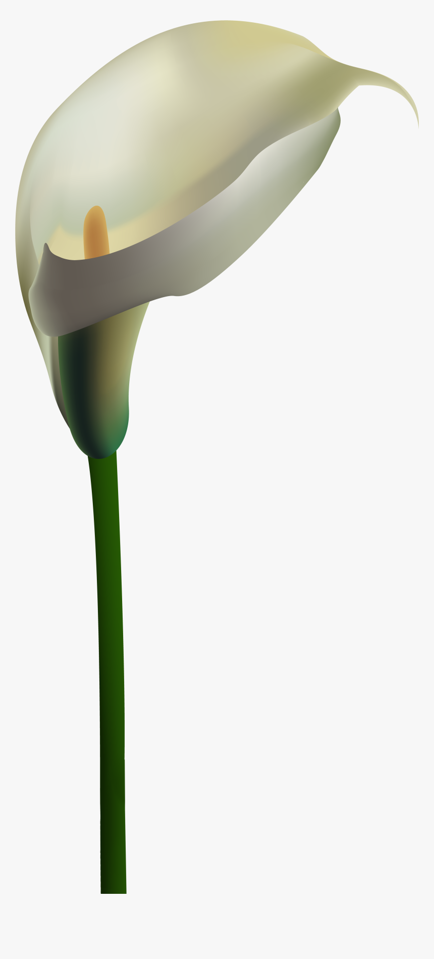 White Calla Lily Png Clipart , Png Download - Calla Lily Border Transparent, Png Download