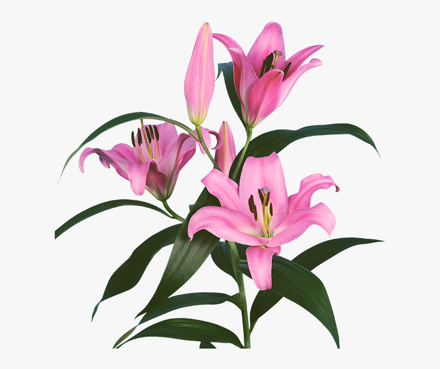 Pink Lilium Png, Transparent Png