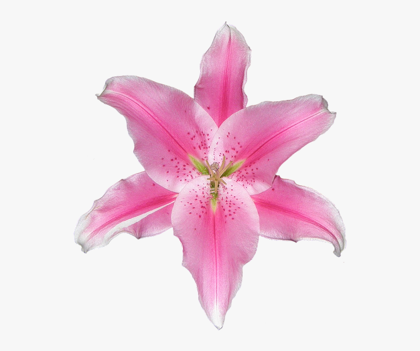 Lily, Pink, White, Isolated, Graphically, Decor, Design - Stargazer Lily, HD Png Download