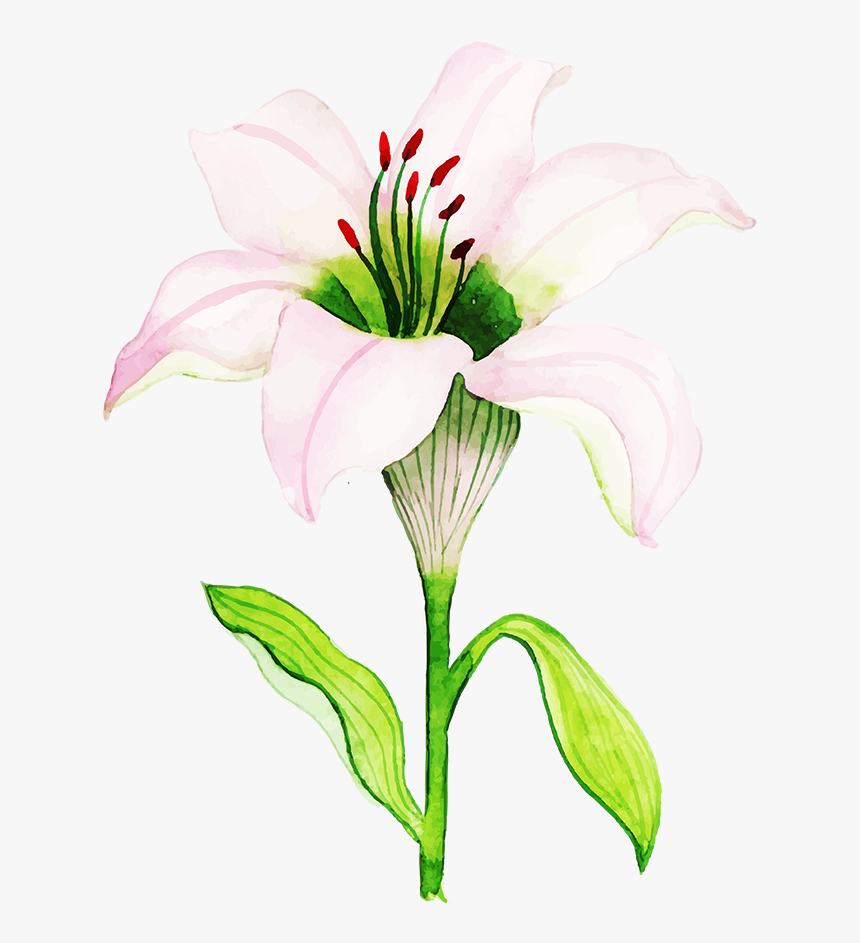 Lily, HD Png Download