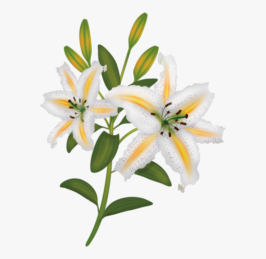 Fleurs Flores Flowers Bloemen - Lilies Painting Transparent, HD Png Download