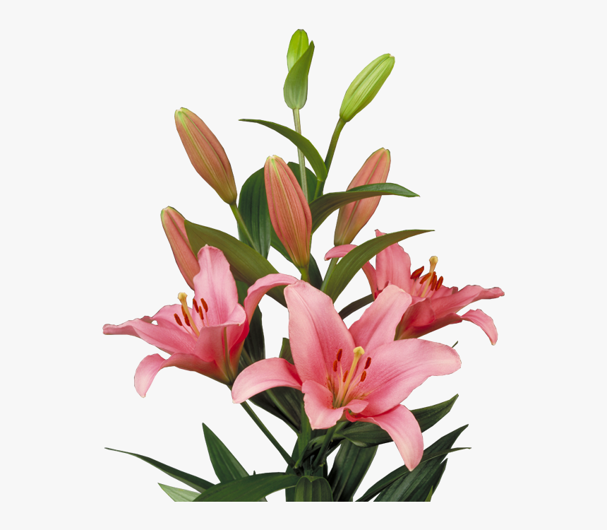 Lilium Brindisi, HD Png Download