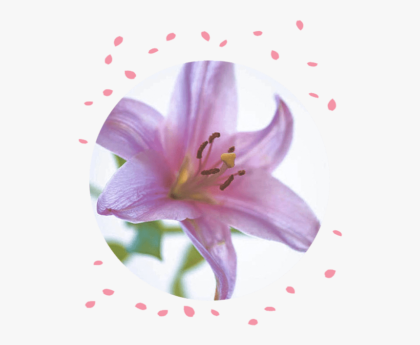 Flower Delivery Philippines Lily Funeral Flowers - Lily, HD Png Download