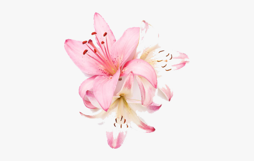 Lily, HD Png Download