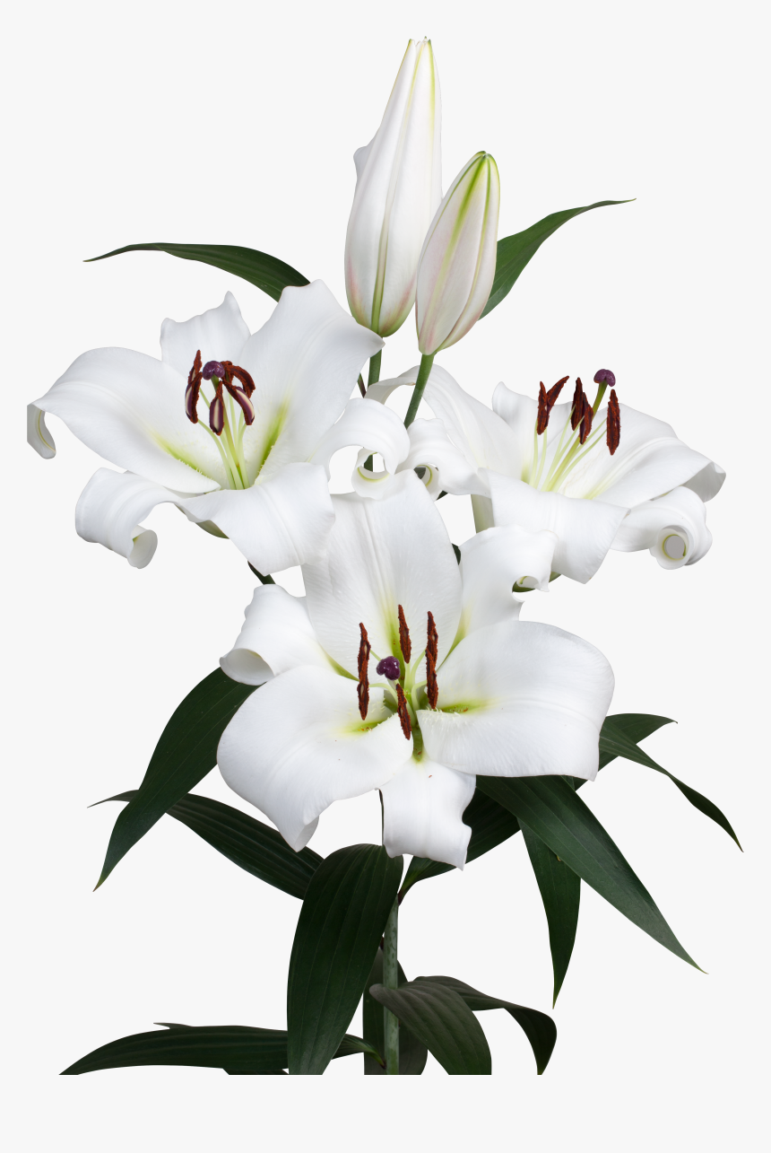 Stargazer Lily Png, Transparent Png