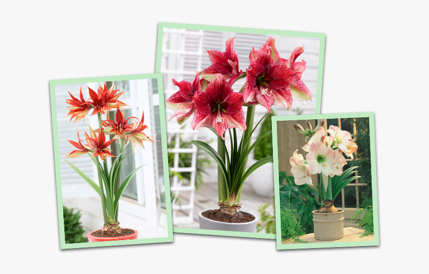Amaryllis - Amaryllis Tosca, HD Png Download