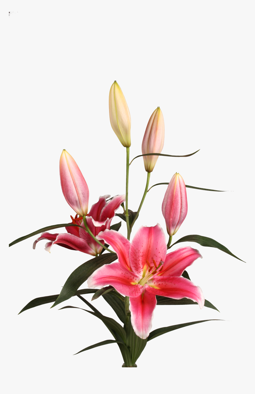 Stargazer Lily, HD Png Download