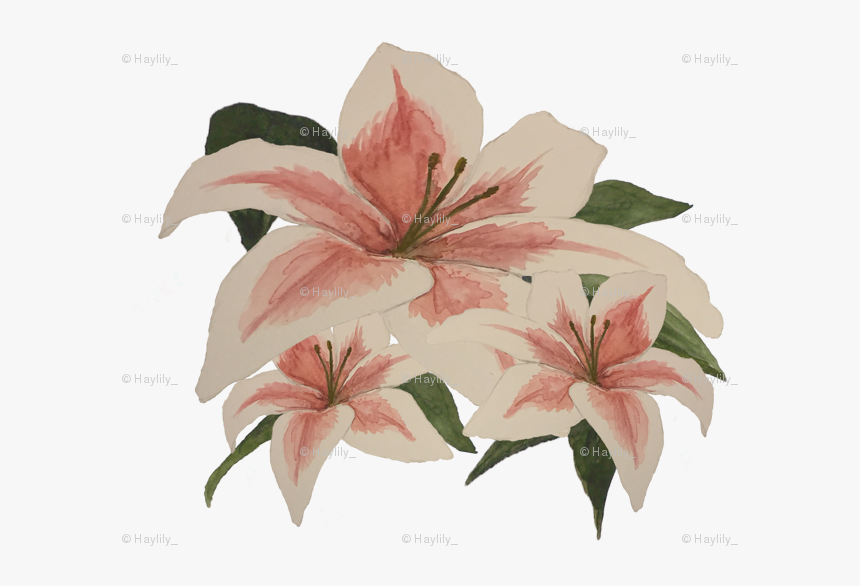 Stargazer Lily, HD Png Download