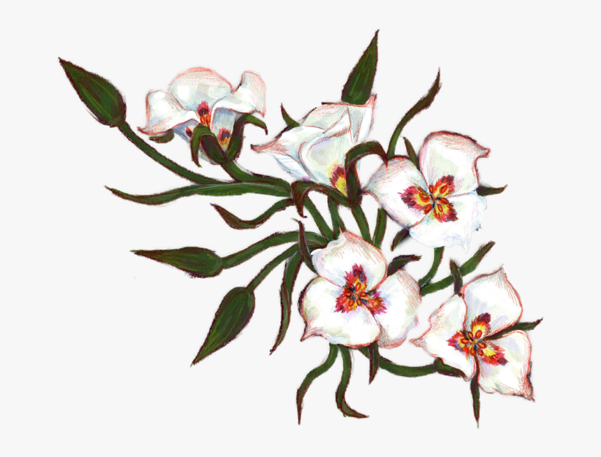 Segolily2 - Stargazer Lily, HD Png Download