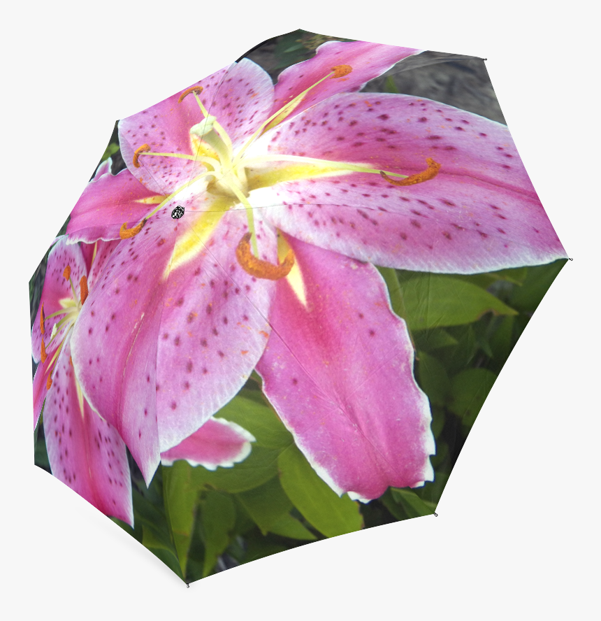 Pink Lily Dream Foldable Umbrella Tiger Lily, HD Png Download