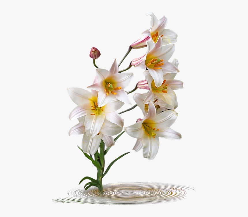 Lily, HD Png Download