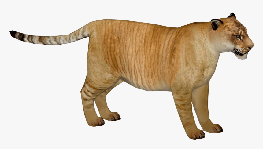 Liger, HD Png Download