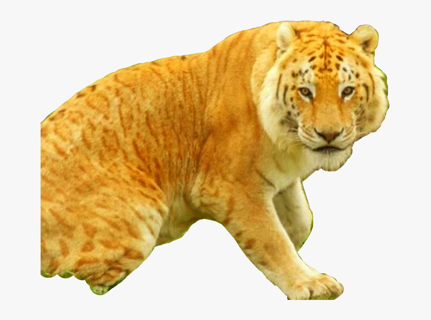 #liger #freetoedit - Tiliger, HD Png Download