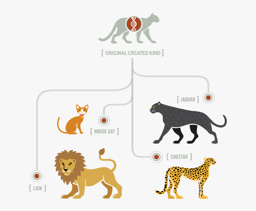 Kinds Of Cats, HD Png Download