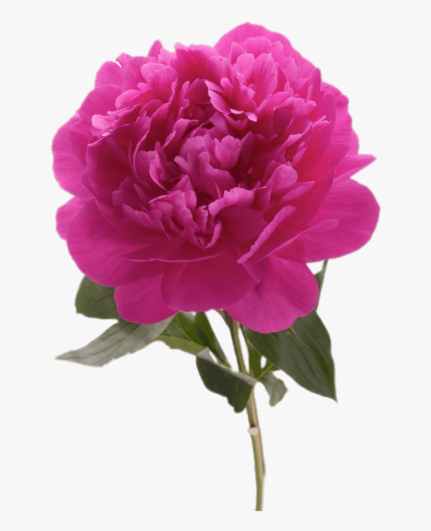 Fuchsia Peony - Peony, HD Png Download