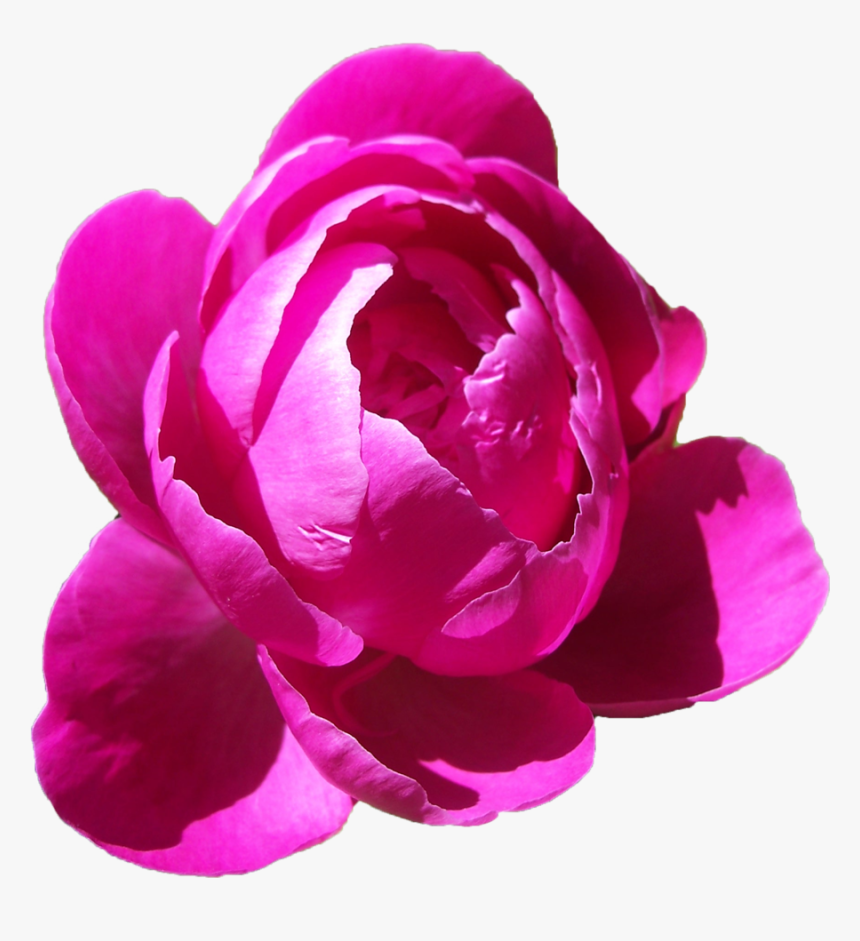 Peonies Clipart Pink Peony - Peony Flower Pink Png, Transparent Png