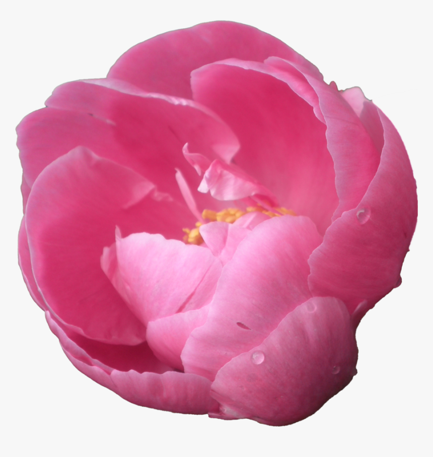 Download Peony Png Pic - Peonies With Transparent Background, Png Download