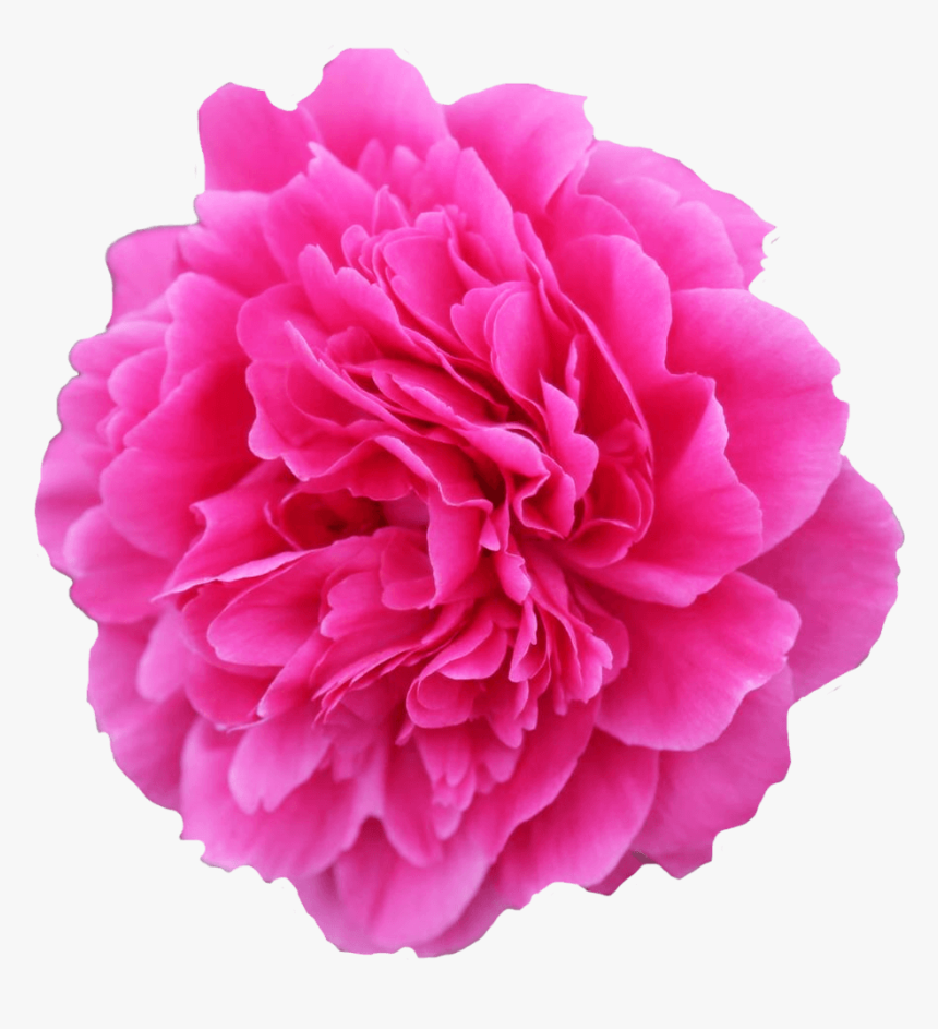 Flower Image Copyright Free, HD Png Download