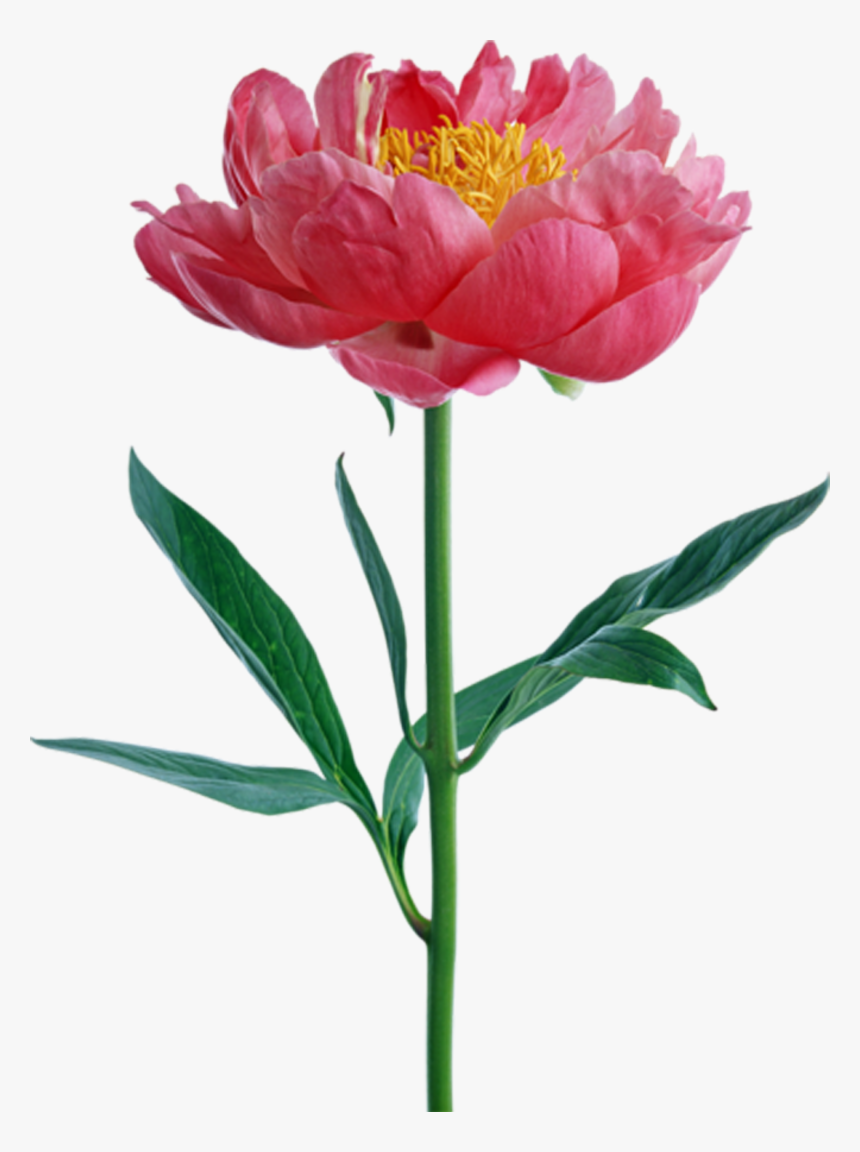 Transparent Pink Peony Png - Flower Peony Png, Png Download