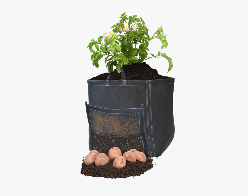 Growing Potato Plant Png, Transparent Png