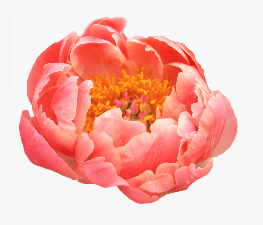 Coral Peony, HD Png Download