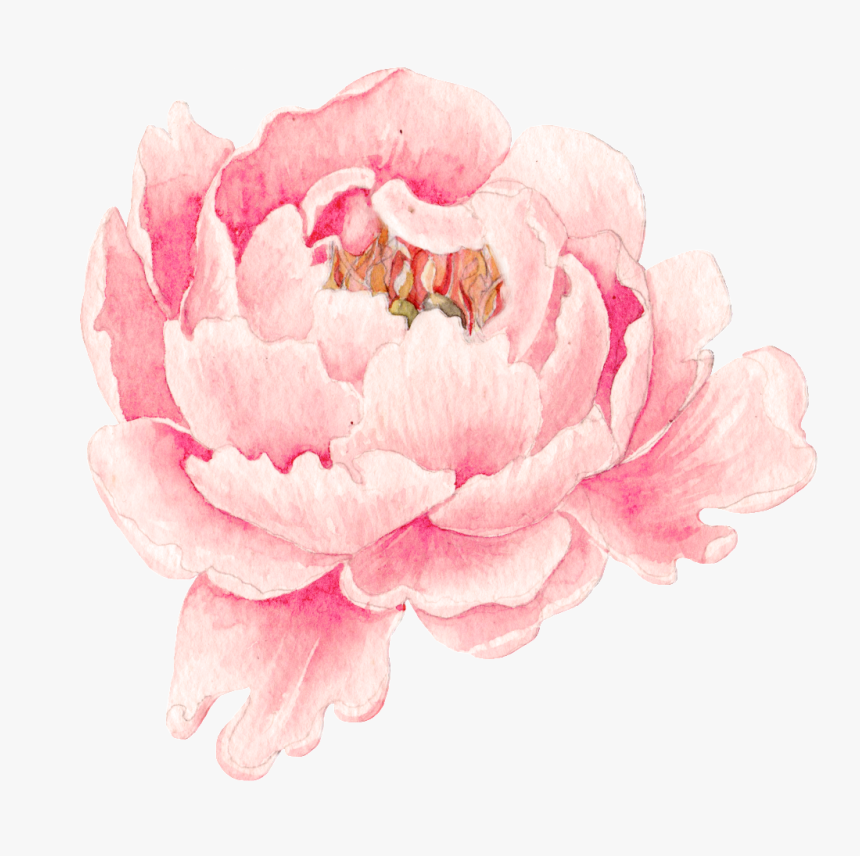 This Graphics Is Pink Peony Flower Transparent Png ç‰¡ä¸¹ æ°´å½© Png Download Transparent Png Image Pngitem