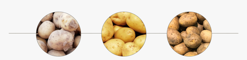 Yukon Gold Potato, HD Png Download