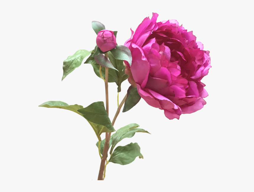 Sarah Shepherd Bright - Amaranthine Flower, HD Png Download