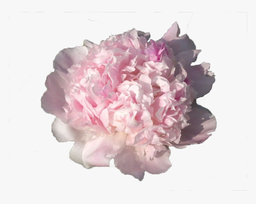 Rosa × Centifolia, HD Png Download