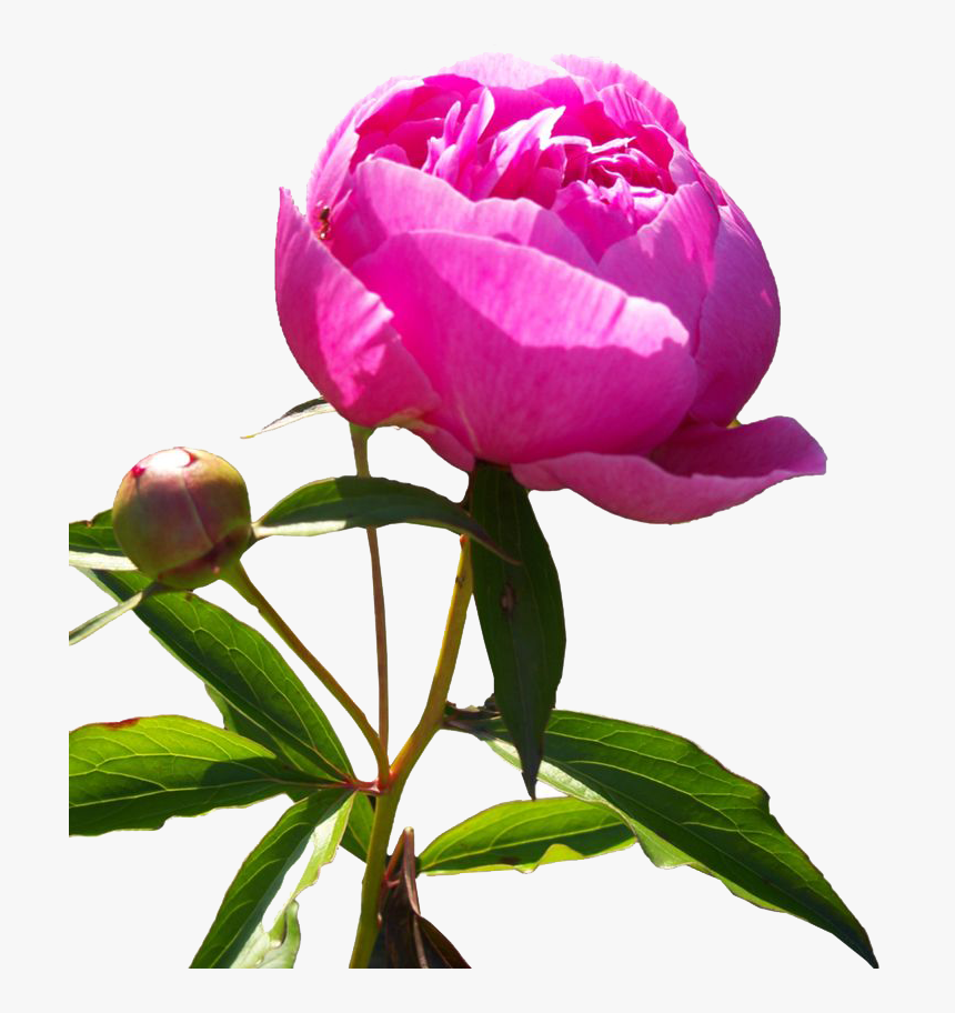 Transparent Poro Png - Peony Flower Png Hd, Png Download