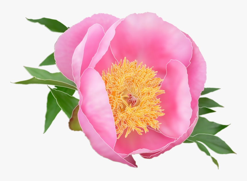 Logo Design By Tyeise For This Project - Common Peony, HD Png Download