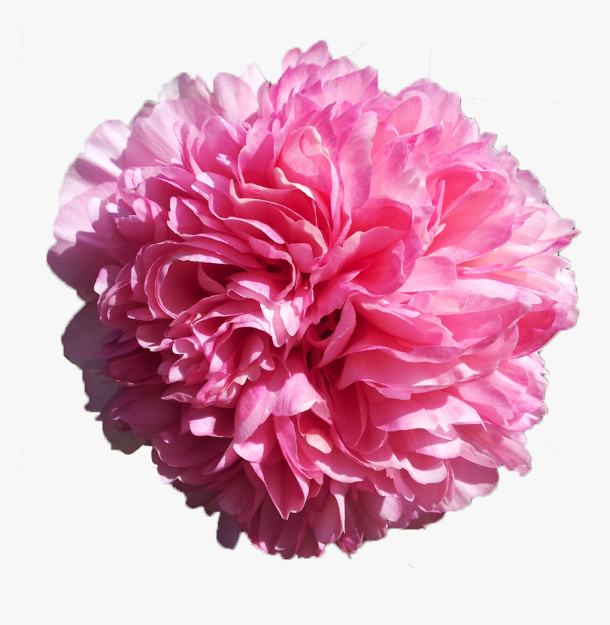 Carnation, HD Png Download