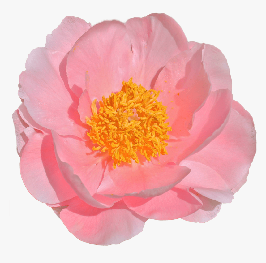 Пион Салмон Дрим, HD Png Download