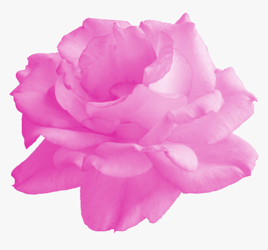 Floribunda, HD Png Download