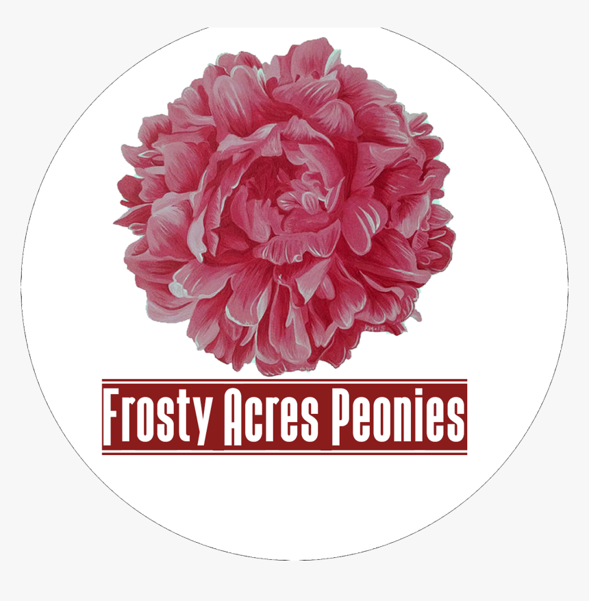 Mobirise - Common Peony, HD Png Download